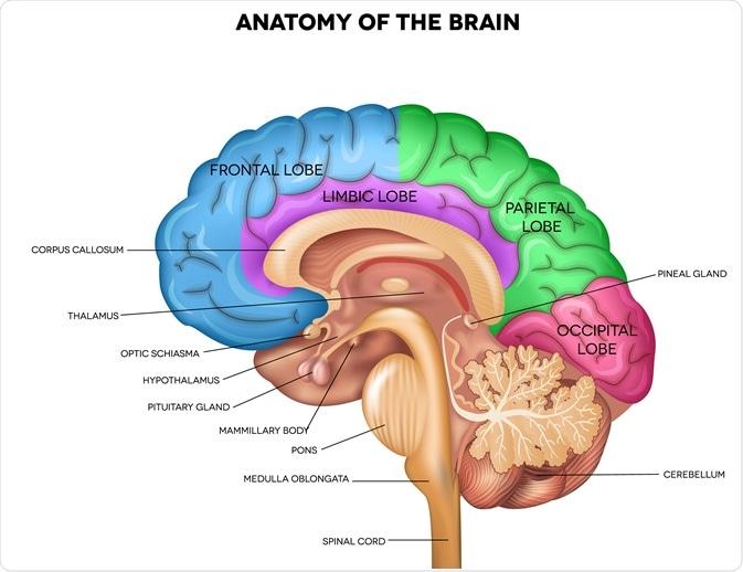 Your Brain on ‌Bargains: The ⁢Psychology​ Behind Those​ Flash Sales