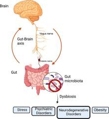 The Gut-Brain Axis: Why Your Stomach Has More Nerve Than Your Mother-in-Law