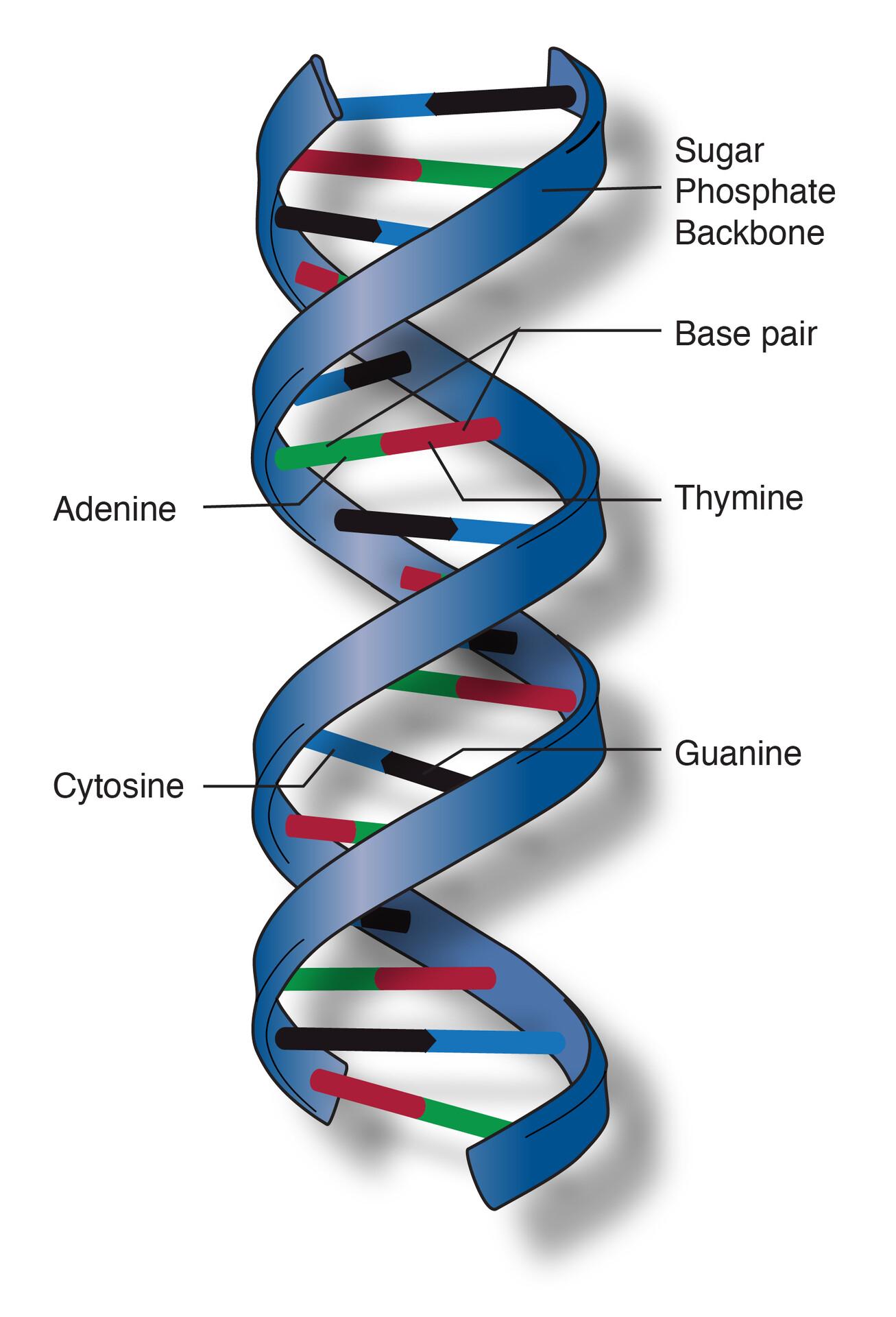 Who Needs Common Sense When Your DNA Can Dictate your Every Move